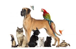Group Of Pets Dog, Cat, Bird, Reptile, Rabbit, Isolated On White